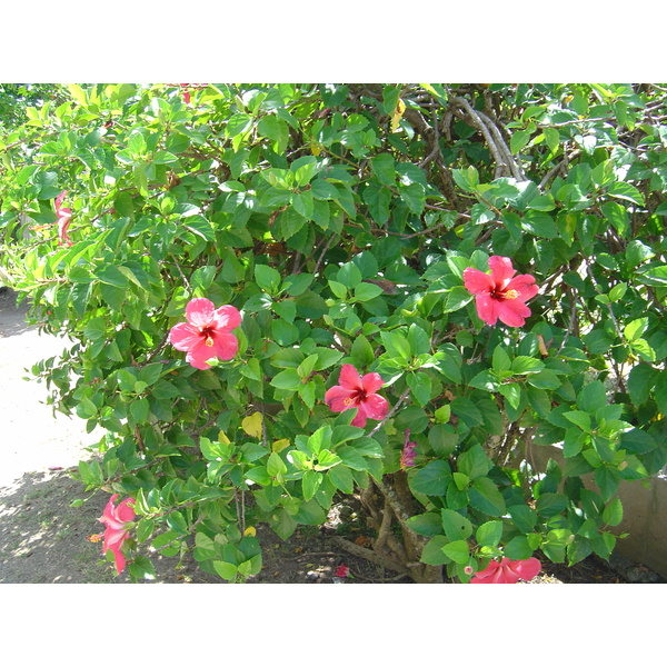 照片 波利尼西亚(Polynesia) 波拉波拉岛(Bora Bora) 2006-04 81