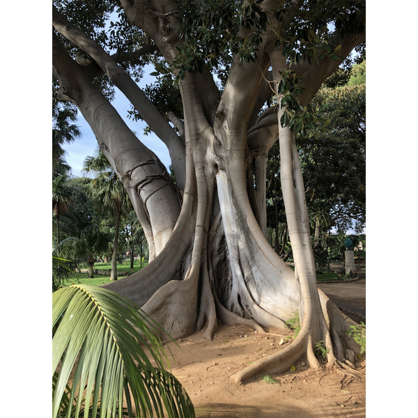 照片 意大利(Italy) 西西里岛(Sicily) 巴勒莫(Palermo) 诺曼王宫(Palazzo dei Normanni) 2020-02 141