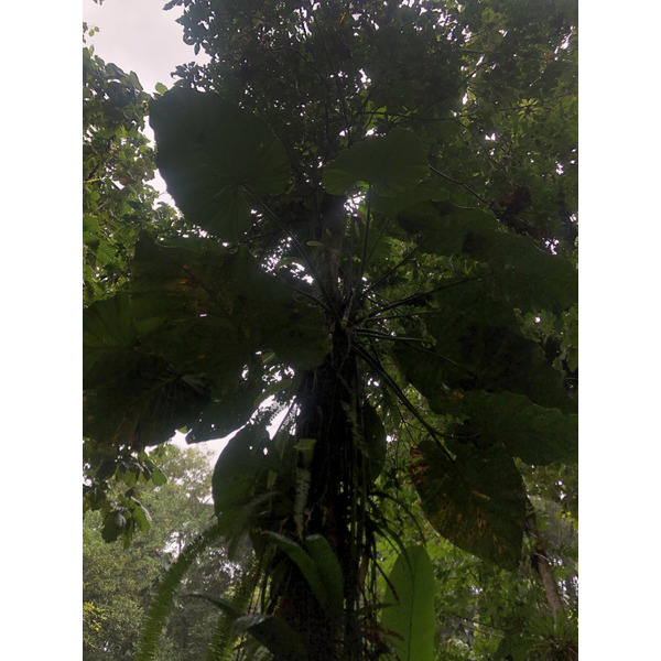 照片 瓜德罗普(Guadeloupe) 螯虾瀑布(Cascade aux ecrevisses) 2021-02 3