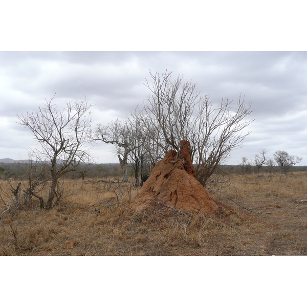照片 南非(South Africa) 克鲁格国家公园(Kruger National Park) 鳄鱼河公路(Crocodile River road) 2008-09 25