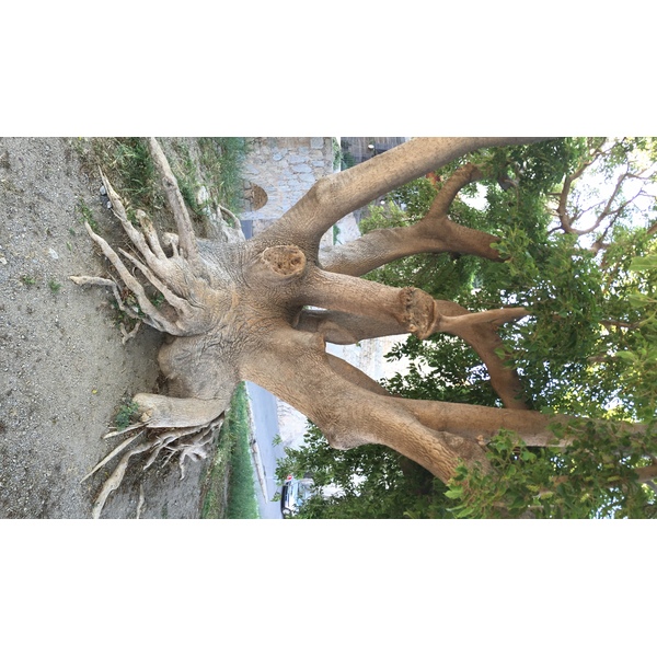 照片 法国(France) 科西嘉岛(Corsica) 卡尔维(Calvi) 2015-05 55