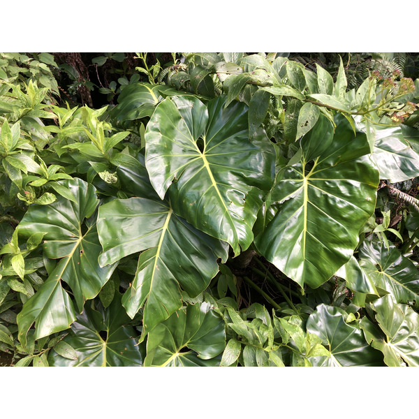 照片 瓜德罗普(Guadeloupe) 大苏弗里耶尔火山(La Grande Soufriere) 2021-02 49