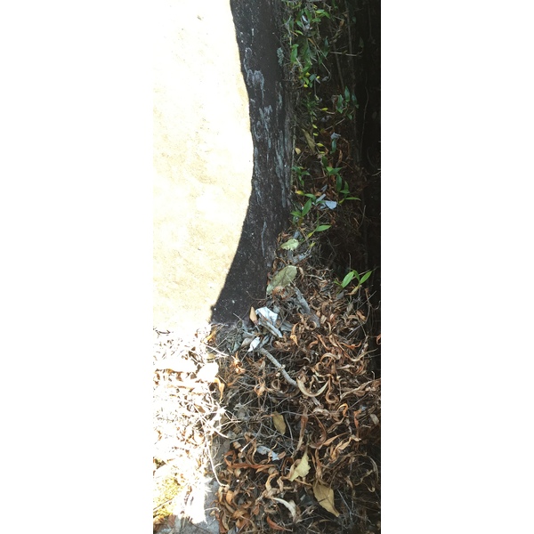 照片 泰国(Thailand) 普欣隆卡国家公园(Phu Hin Rong Kla National Park) 2014-12 403