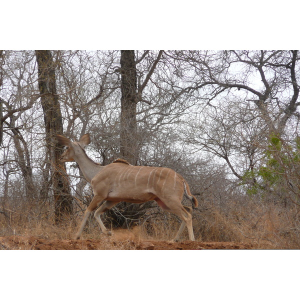 照片 南非(South Africa) 克鲁格国家公园(Kruger National Park) 鳄鱼河公路(Crocodile River road) 2008-09 62