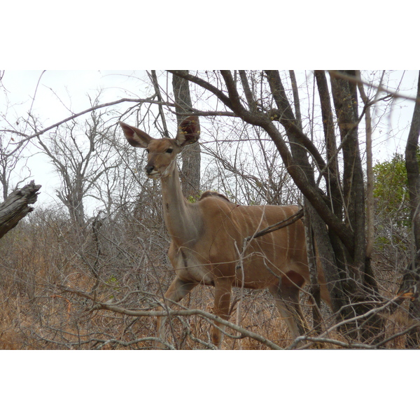 照片 南非(South Africa) 克鲁格国家公园(Kruger National Park) 鳄鱼河公路(Crocodile River road) 2008-09 54
