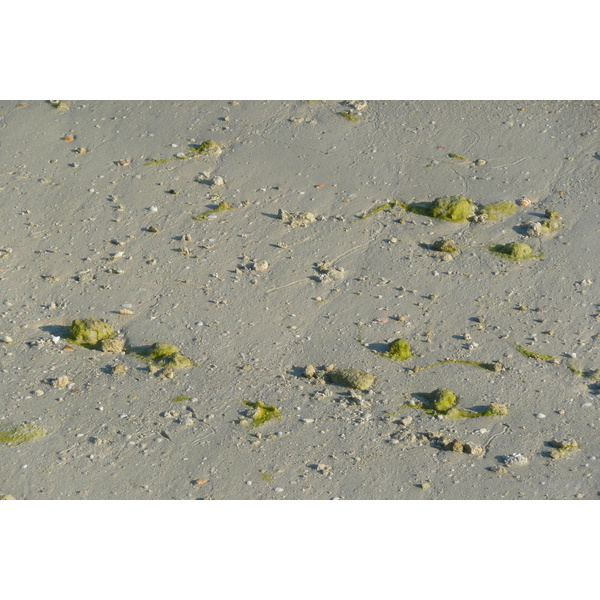 照片 阿联酋(United Arab Emirates) 迪拜(Dubai) 朱美拉棕榈岛(Palm Jumeirah) 2009-01 31