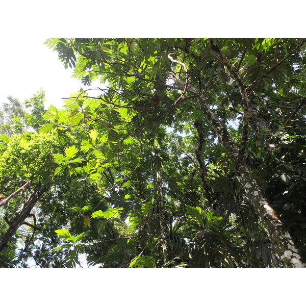 照片 巴拿马(Panama) 巴斯蒂门托斯岛(Bastimentos) 2015-03 24