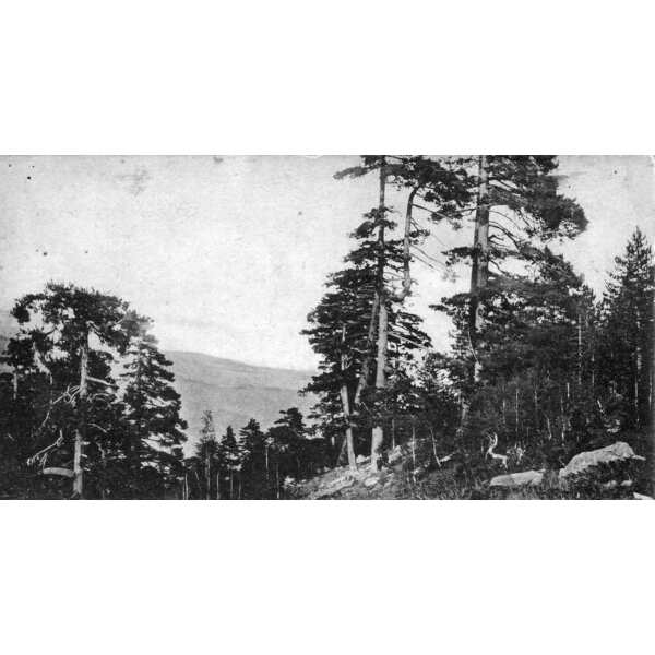 照片 法国(France) 科西嘉岛(Corsica) 老明信片(Old Postcards) 1900-01 185