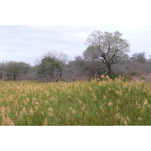 照片 南非(South Africa) 克鲁格国家公园(Kruger National Park) 萨布尔河(Sable River) 2008-09 7