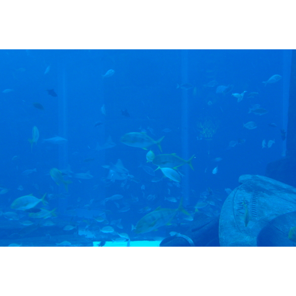 照片 阿联酋(United Arab Emirates) 迪拜(Dubai) 迪拜水世界(Dubai Aquaventure) 2009-01 68