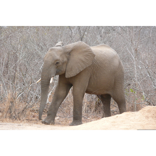 照片 南非(South Africa) 克鲁格国家公园(Kruger National Park) 萨布尔河(Sable River) 2008-09 18