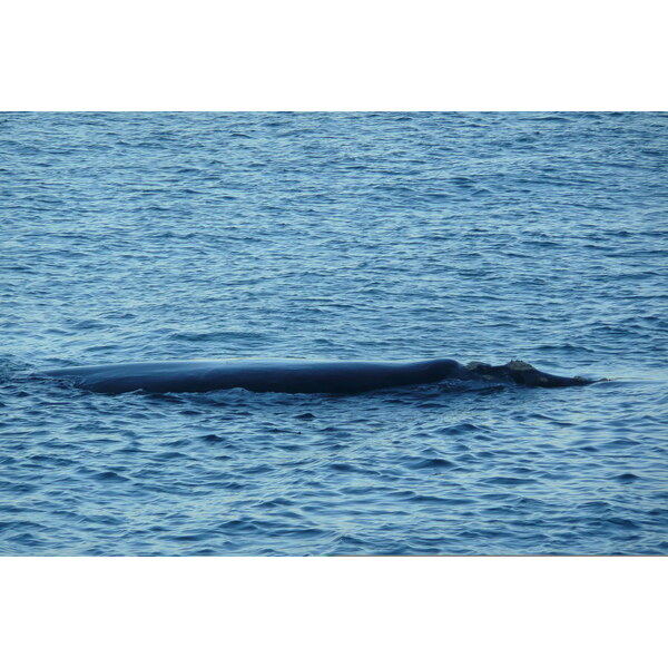 照片 南非(South Africa) 赫曼努斯(Harmanus) 2008-09 214