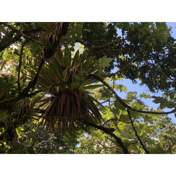 照片 瓜德罗普(Guadeloupe) 大苏弗里耶尔火山(La Grande Soufriere) 2021-02 63