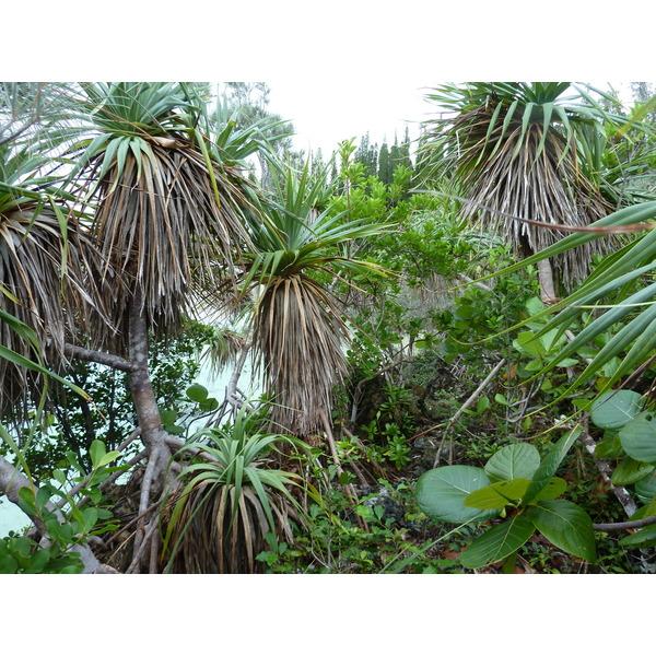 照片 新喀里多尼亚(New Caledonia) 松树岛(Ile des pins) 奥罗湾(Oro Bay) 2010-05 52