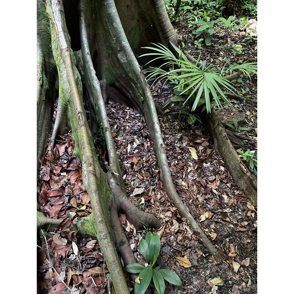 照片 新加坡(Singapore) 新加坡植物园(Singapore Botanic Gardens) 2023-01 117
