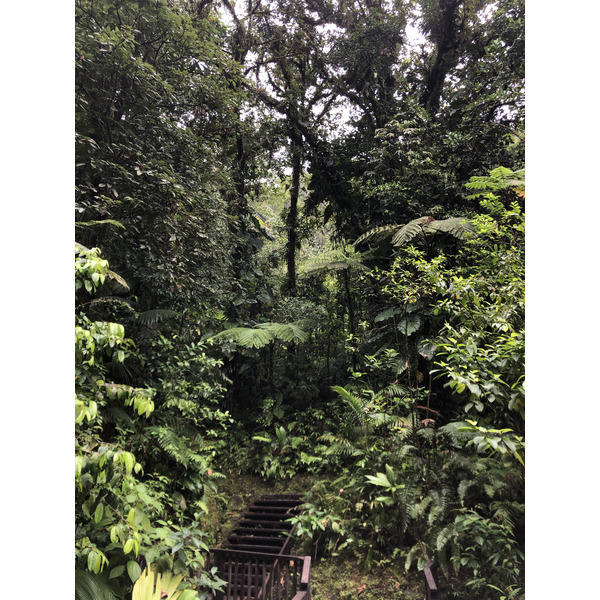 照片 瓜德罗普(Guadeloupe) 卡尔贝瀑布(Carbet Falls) 2021-02 16