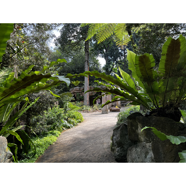 照片 新加坡(Singapore) 新加坡植物园(Singapore Botanic Gardens) 2023-01 78