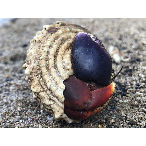 照片 瓜德罗普(Guadeloupe) 城堡角(Castle Point) 2021-02 316