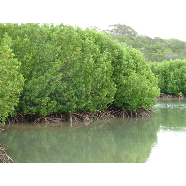 照片 新喀里多尼亚(New Caledonia) 吉巴欧文化中心(Tjibaou Cultural Centre) 2010-05 39