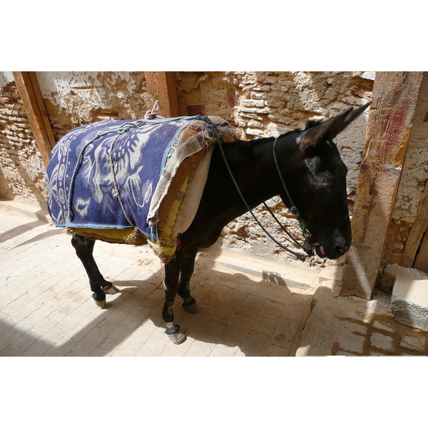 照片 摩洛哥(Morocco) 非斯(Fes) 2008-07 8