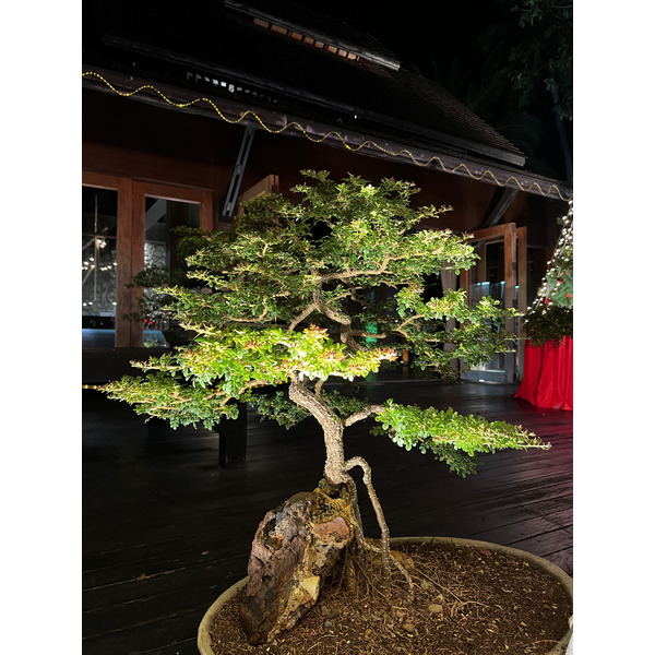 照片 泰国(Thailand) 大皮皮岛(Ko Phi Phi Don) 2021-12 45