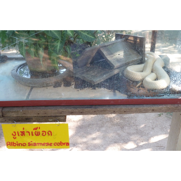 照片 泰国(Thailand) 清迈(Chiang Mai) 湄沙蛇园(Mae Sa Snake Farm) 2010-12 38