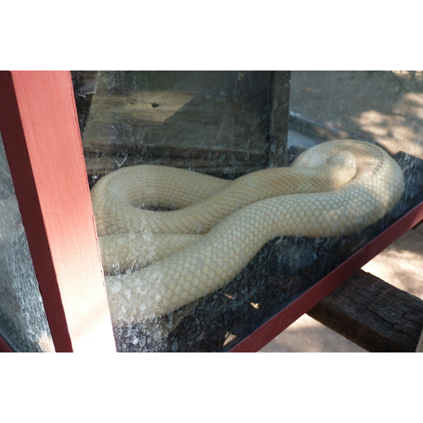 照片 泰国(Thailand) 清迈(Chiang Mai) 湄沙蛇园(Mae Sa Snake Farm) 2010-12 11