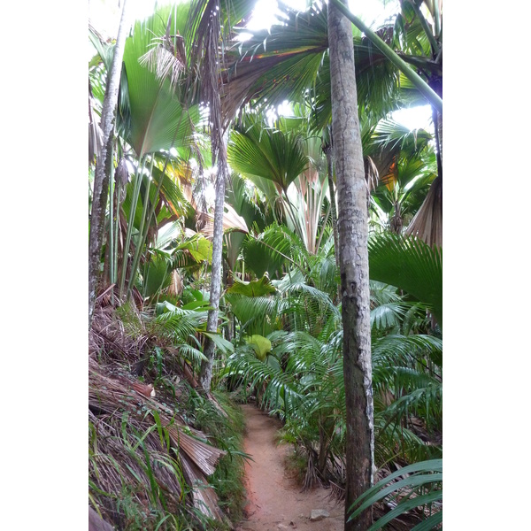 照片 塞舌尔(Seychelles) 五月谷(Vallee de Mai) 2011-10 87