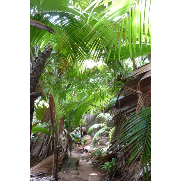 照片 塞舌尔(Seychelles) 五月谷(Vallee de Mai) 2011-10 79