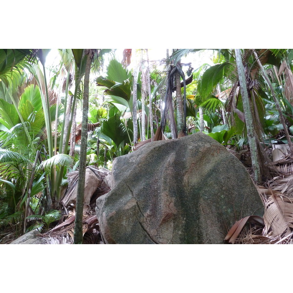 照片 塞舌尔(Seychelles) 五月谷(Vallee de Mai) 2011-10 30