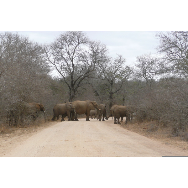 照片 南非(South Africa) 克鲁格国家公园(Kruger National Park) 萨布尔河(Sable River) 2008-09 60