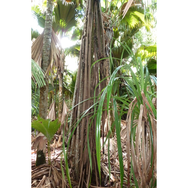照片 塞舌尔(Seychelles) 五月谷(Vallee de Mai) 2011-10 23