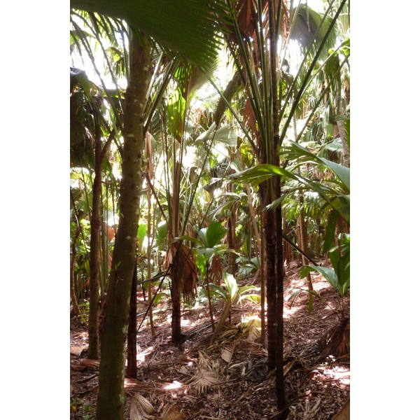 照片 塞舌尔(Seychelles) 五月谷(Vallee de Mai) 2011-10 22