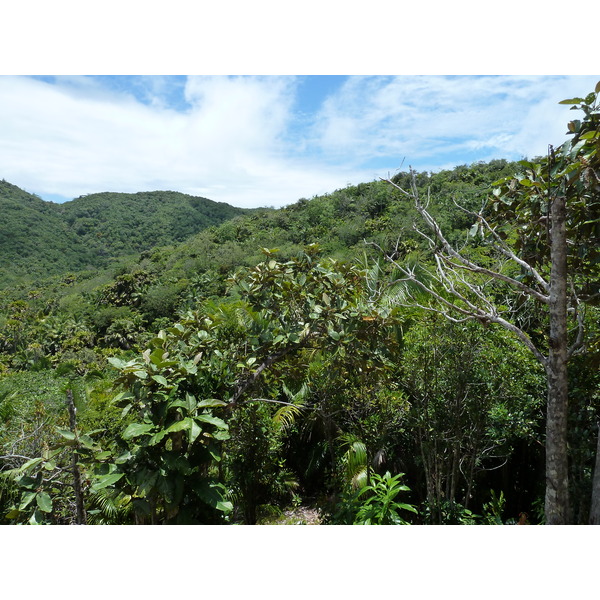 照片 塞舌尔(Seychelles) 五月谷(Vallee de Mai) 2011-10 74