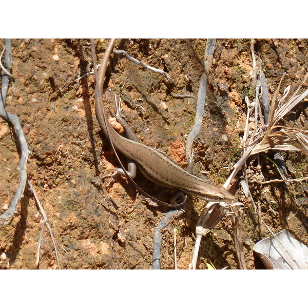 照片 塞舌尔(Seychelles) 五月谷(Vallee de Mai) 2011-10 24