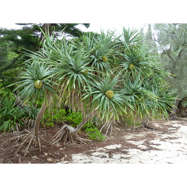 照片 新喀里多尼亚(New Caledonia) 松树岛(Ile des pins) 库托海滩(Kuto Beach) 2010-05 21