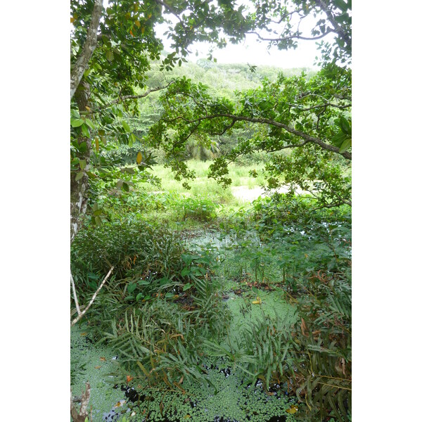 照片 塞舌尔(Seychelles) 拉迪格岛(La Digue) 2011-10 123