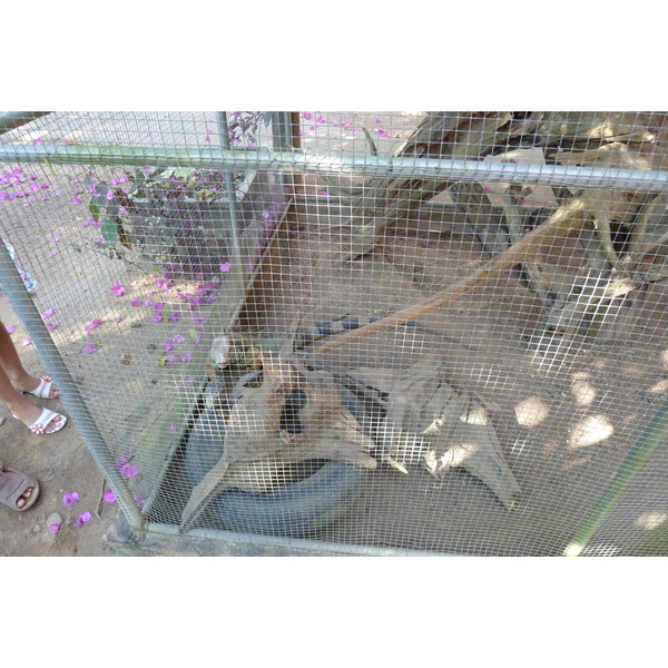 照片 泰国(Thailand) 清迈(Chiang Mai) 湄沙蛇园(Mae Sa Snake Farm) 2010-12 21