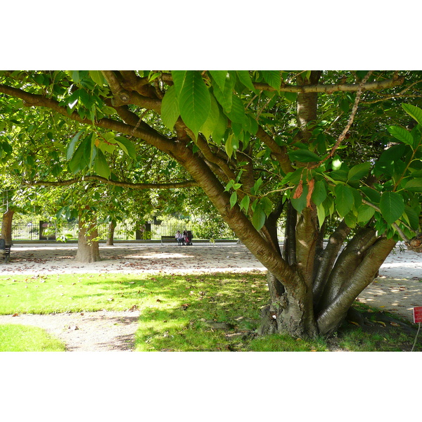 照片 法国(France) 巴黎(Paris) 巴黎植物园(Jardin des Plantes) 2007-08 169