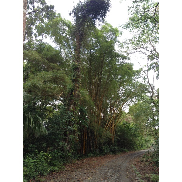 照片 哥斯达黎加(Costa Rica) 卡维塔(Cahuita) 2015-03 81