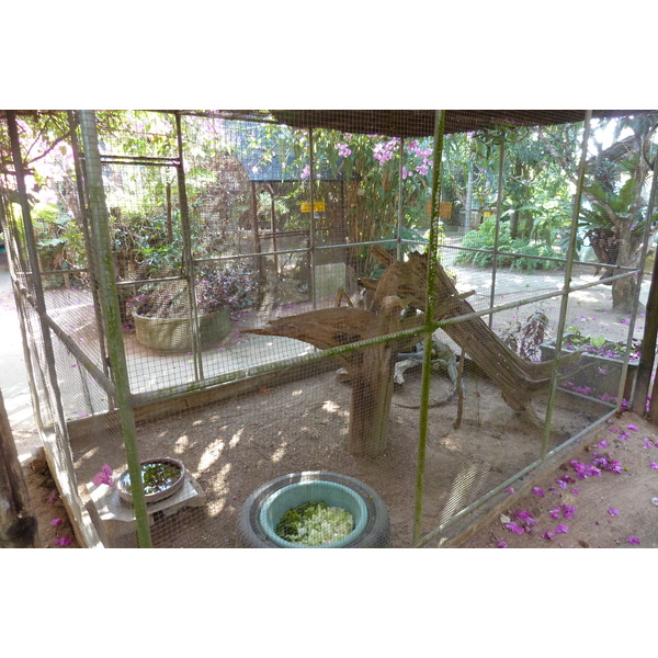 照片 泰国(Thailand) 清迈(Chiang Mai) 湄沙蛇园(Mae Sa Snake Farm) 2010-12 1
