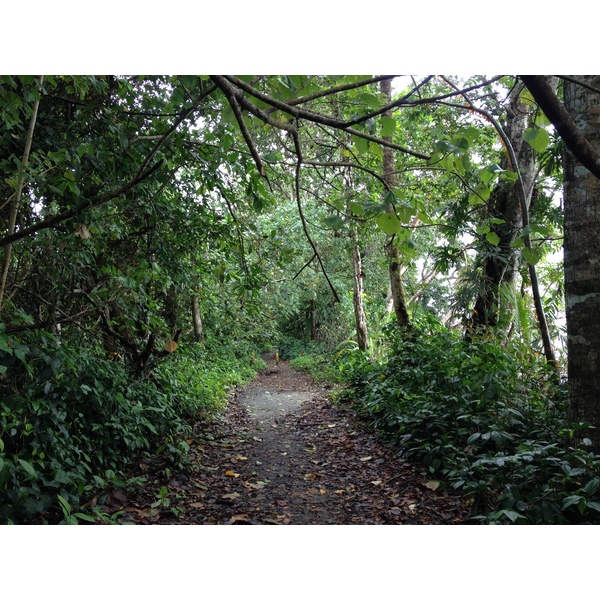 照片 哥斯达黎加(Costa Rica) 卡维塔(Cahuita) 2015-03 105