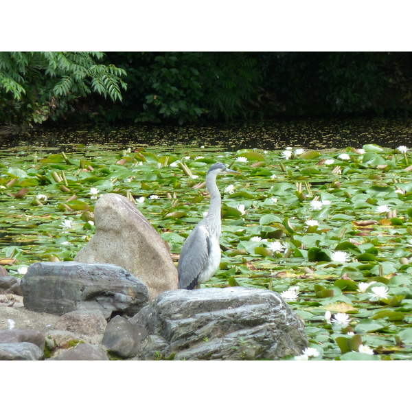 照片 日本(Japan) 京都(Kyoto) 涉成园(Shosei en Garden) 2010-06 0