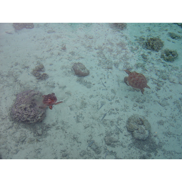 照片 波利尼西亚(Polynesia) 波拉波拉艾美酒店(Meridien Bora Bora Hotel) 2006-04 80
