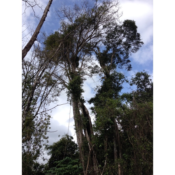 照片 哥斯达黎加(Costa Rica) 卡维塔(Cahuita) 2015-03 130