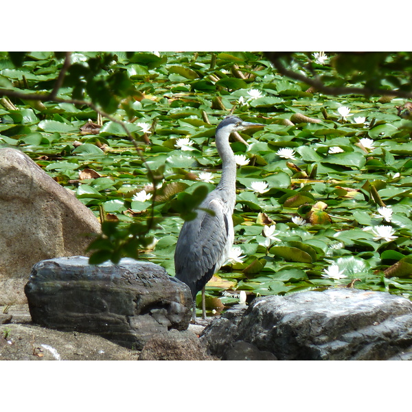 照片 日本(Japan) 京都(Kyoto) 涉成园(Shosei en Garden) 2010-06 39