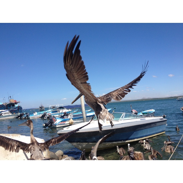 照片 哥斯达黎加(Costa Rica) 2015-03 55