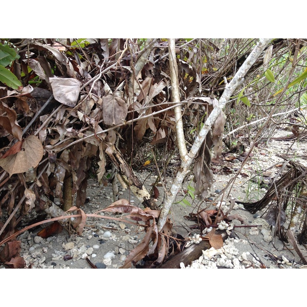 照片 哥斯达黎加(Costa Rica) 卡维塔(Cahuita) 2015-03 65
