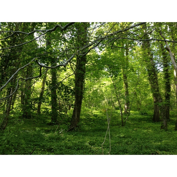 照片 法国(France) 里昂拉福雷(Lyons La Foret) 2014-05 59