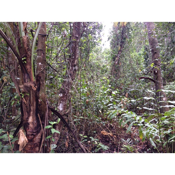 照片 哥斯达黎加(Costa Rica) 卡维塔(Cahuita) 2015-03 52